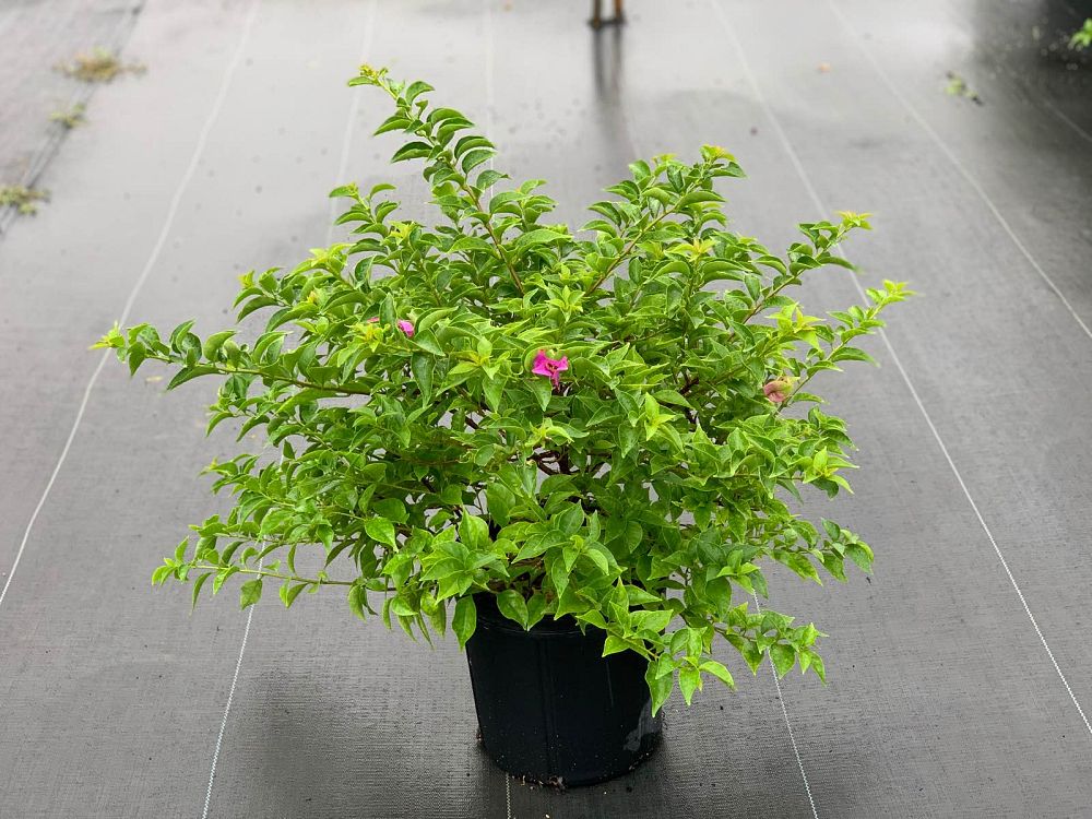 bougainvillea-new-river