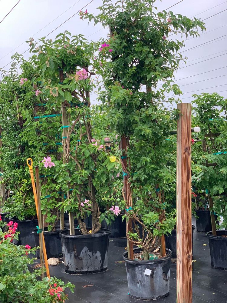 bougainvillea-new-river