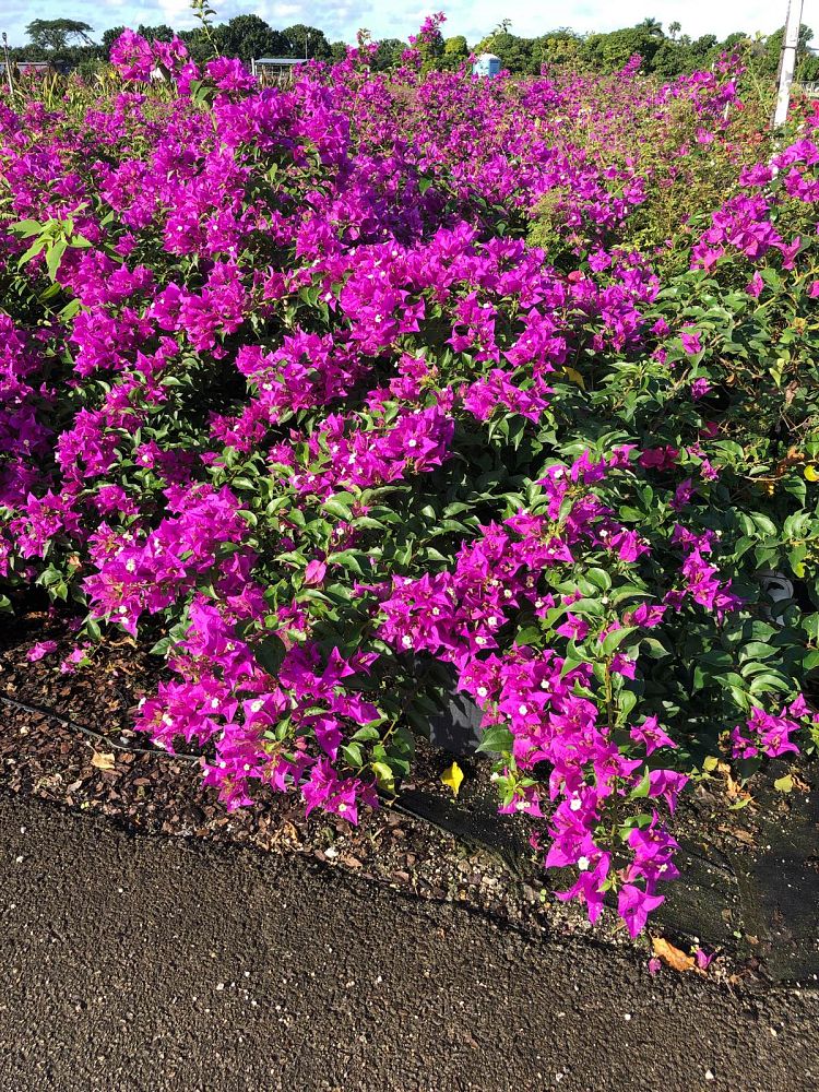 bougainvillea-new-river