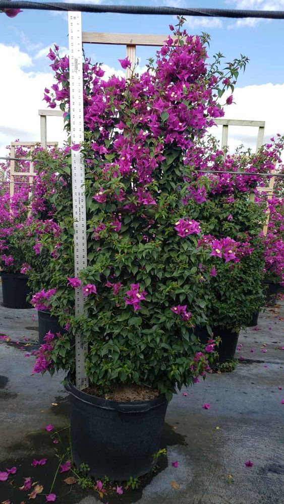 bougainvillea-new-river
