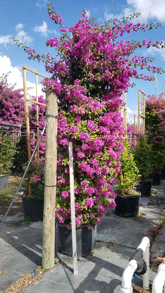 bougainvillea-new-river