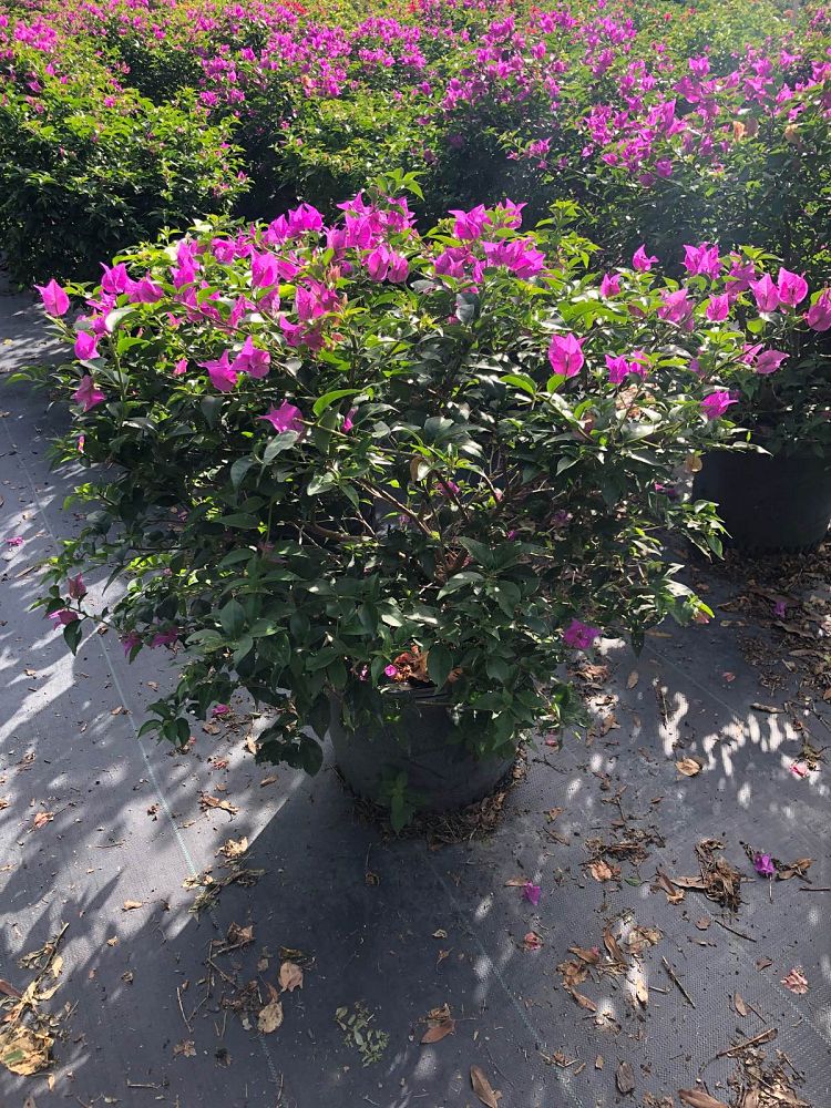 bougainvillea-new-river