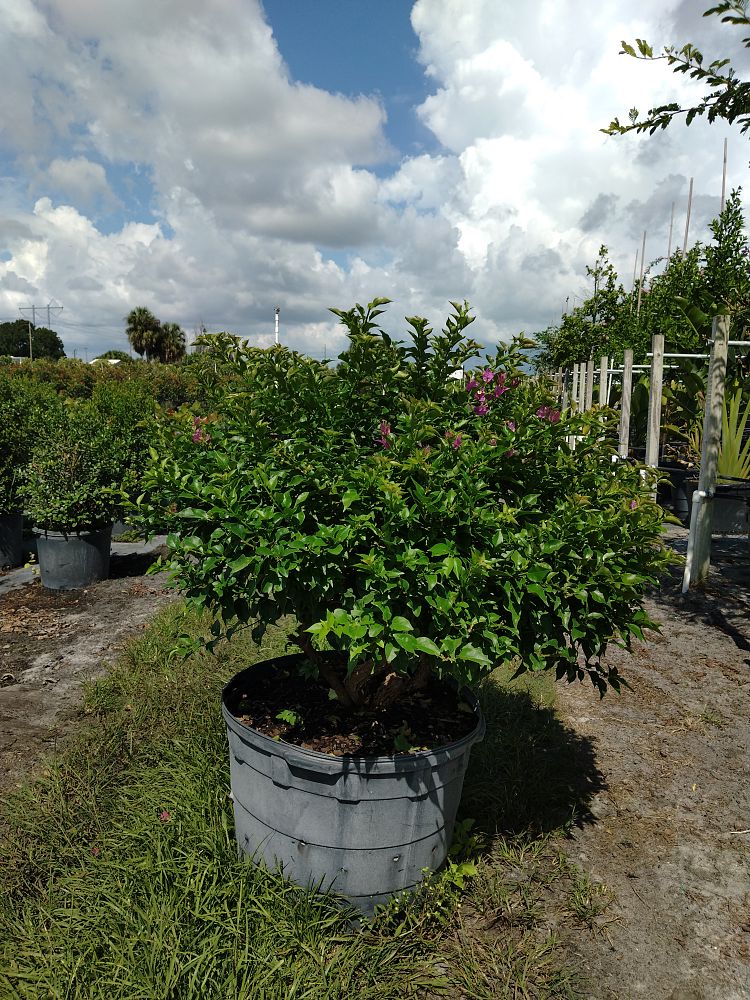 bougainvillea-new-river