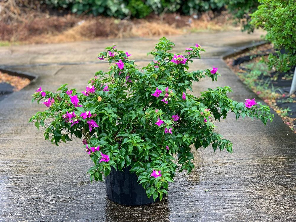bougainvillea-new-river