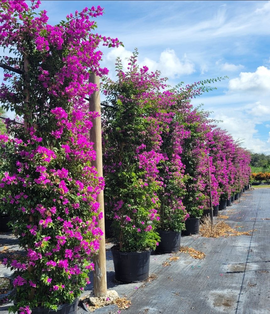 bougainvillea-new-river