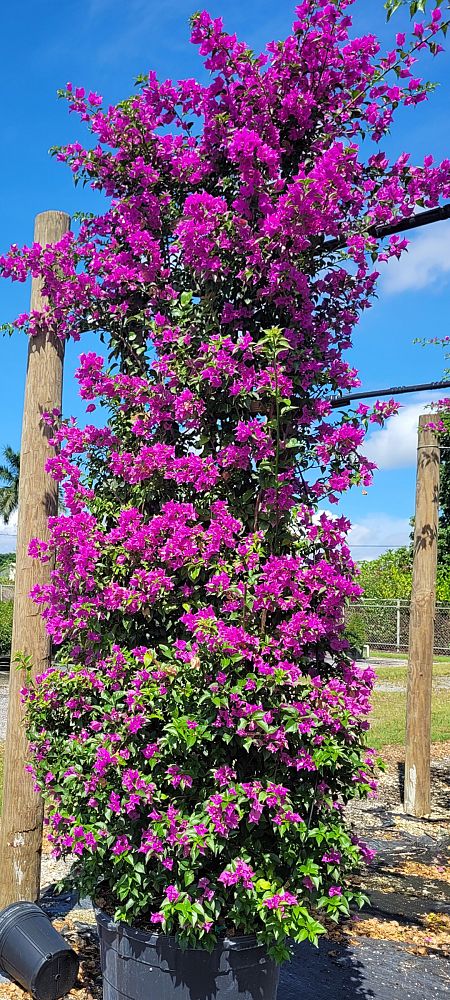 bougainvillea-new-river