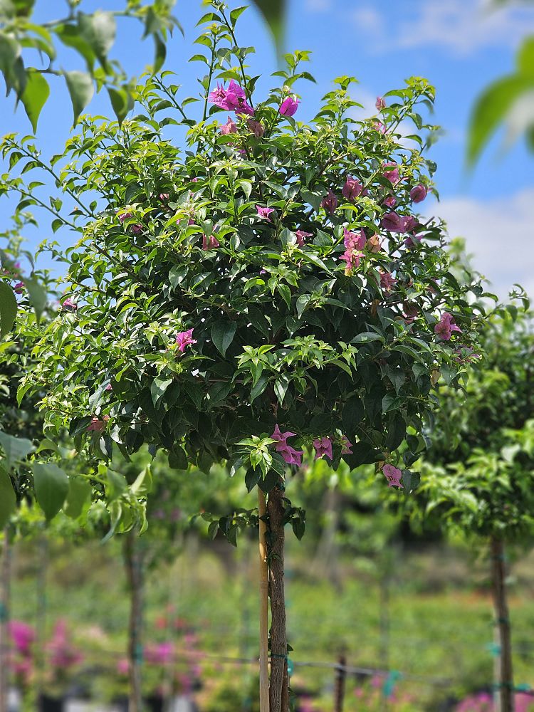 bougainvillea-new-river