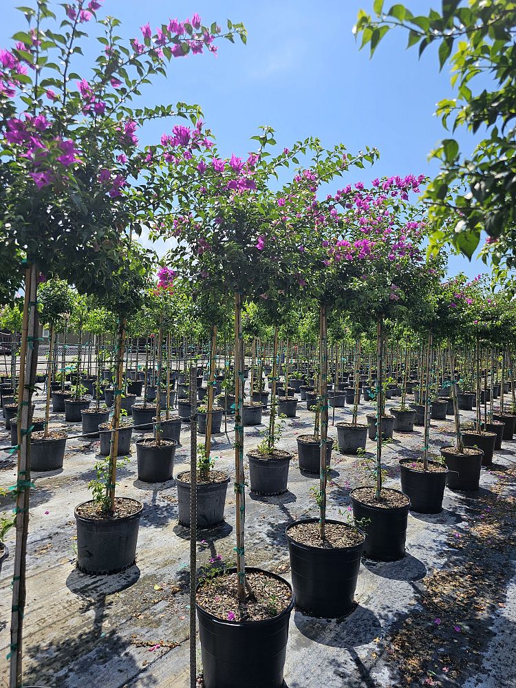 bougainvillea-new-river