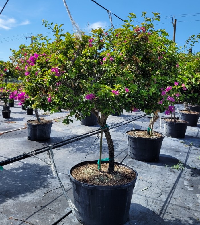 bougainvillea-new-river