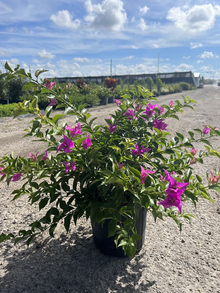 bougainvillea-new-river