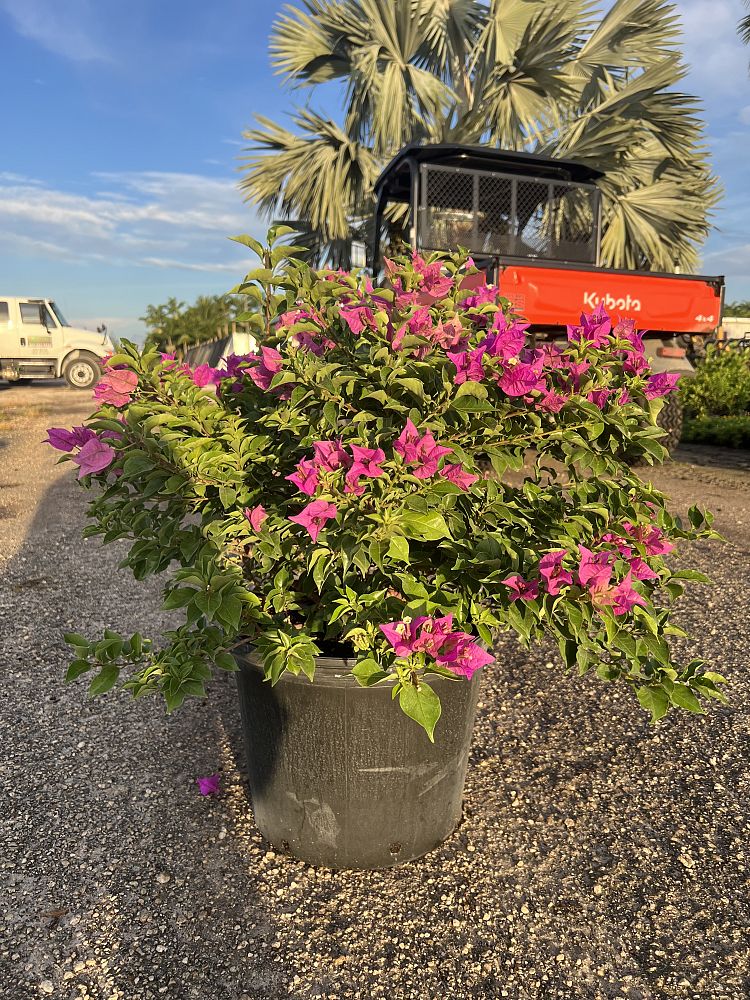 bougainvillea-new-river