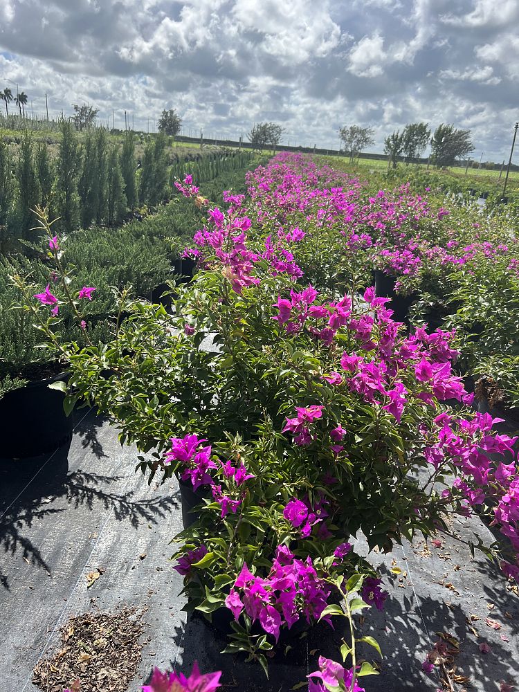 bougainvillea-new-river