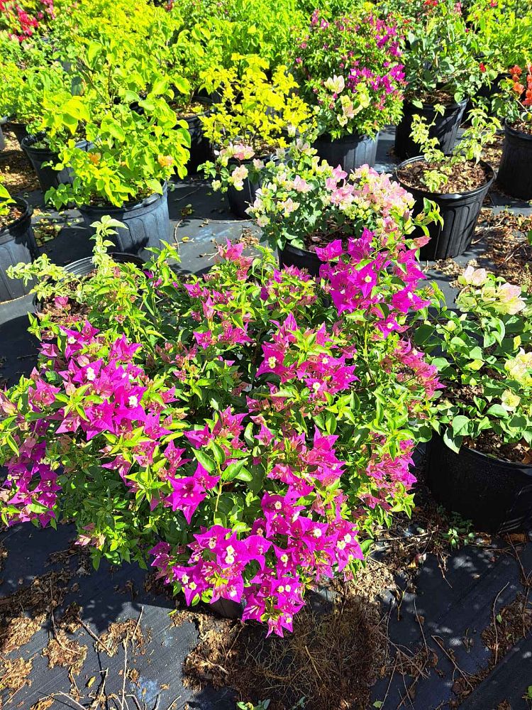 bougainvillea-new-river