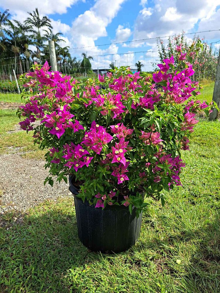 bougainvillea-new-river