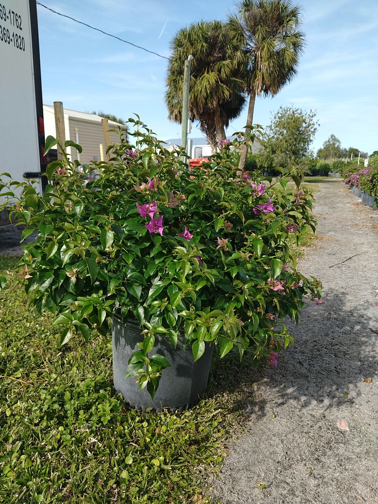 bougainvillea-new-river