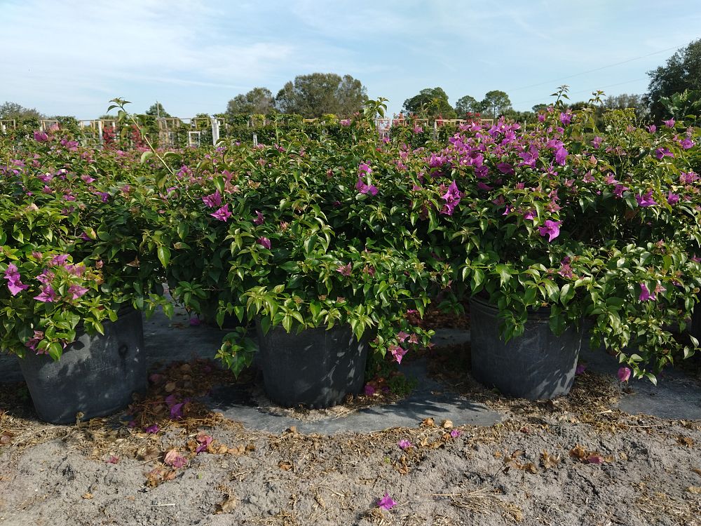 bougainvillea-new-river