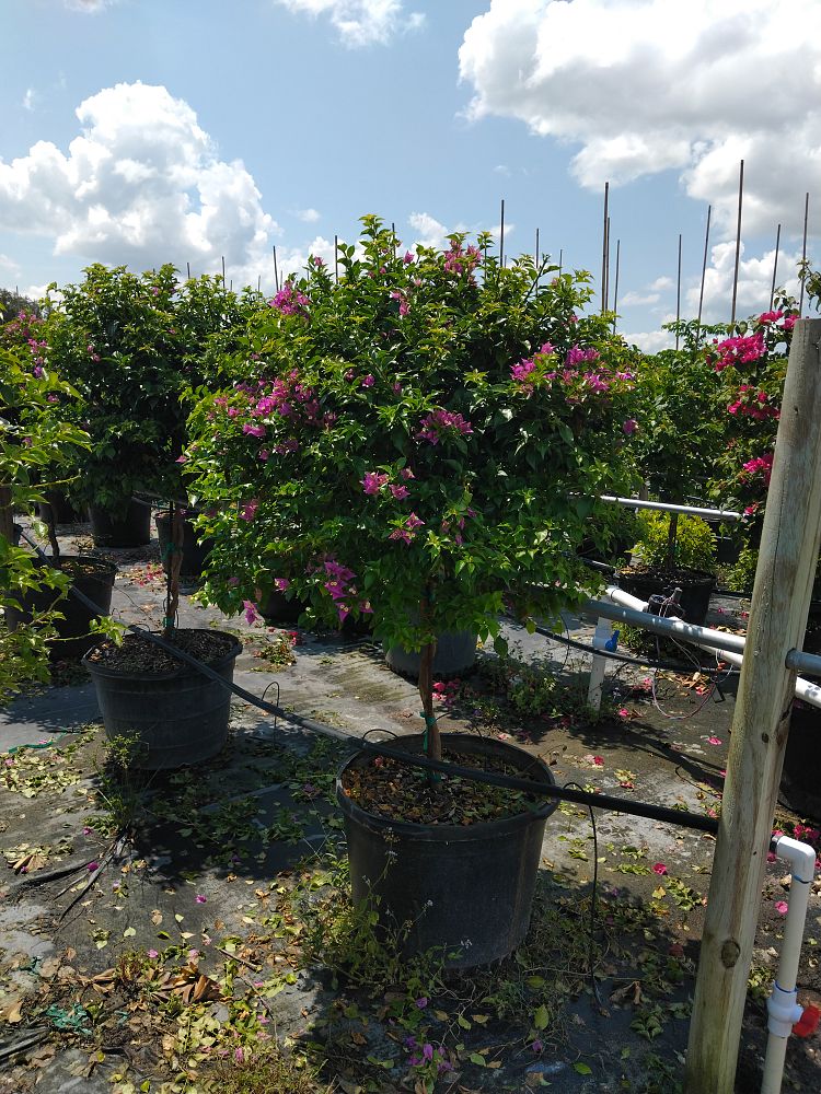 bougainvillea-new-river