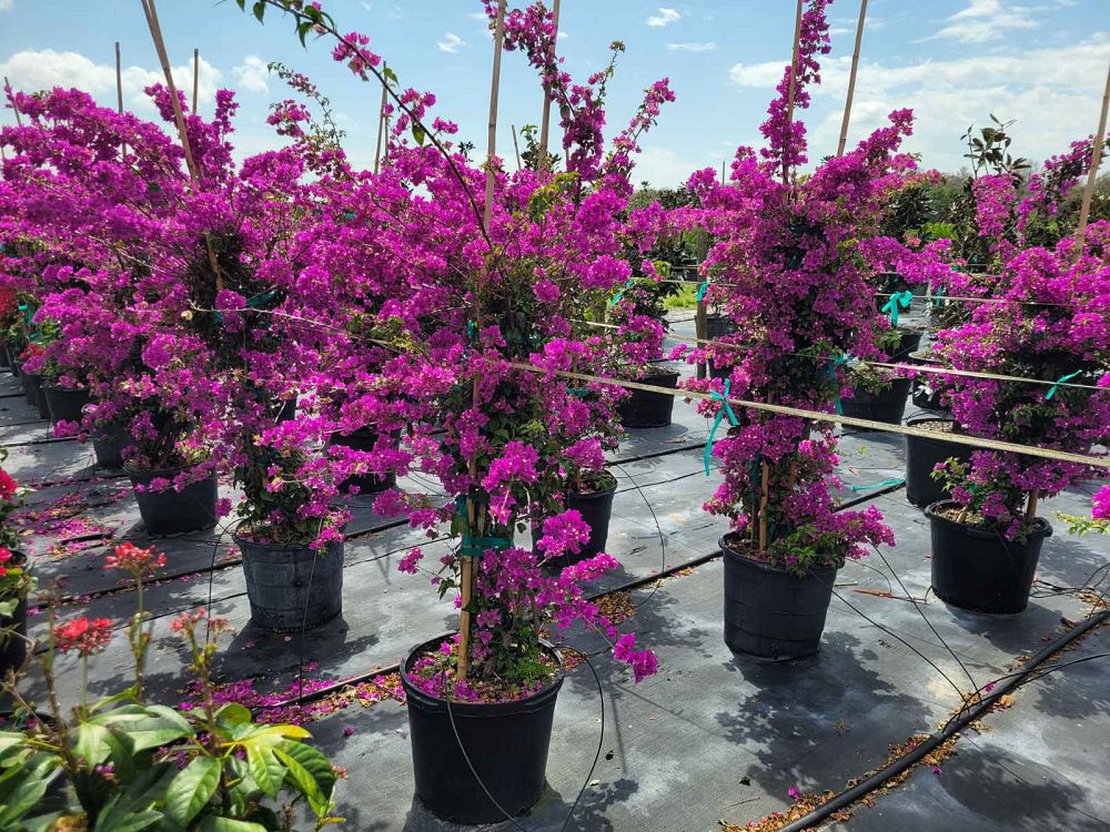 bougainvillea-new-river