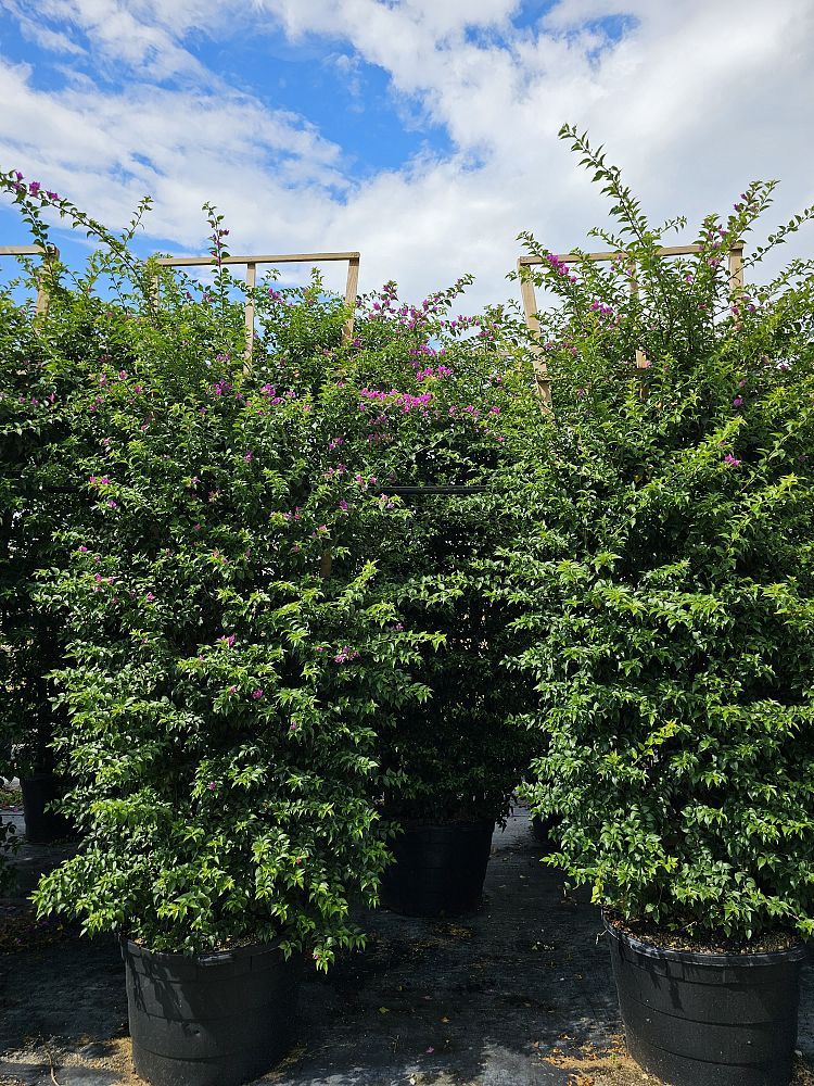 bougainvillea-new-river