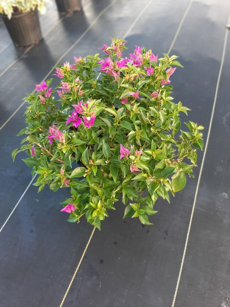 bougainvillea-new-river