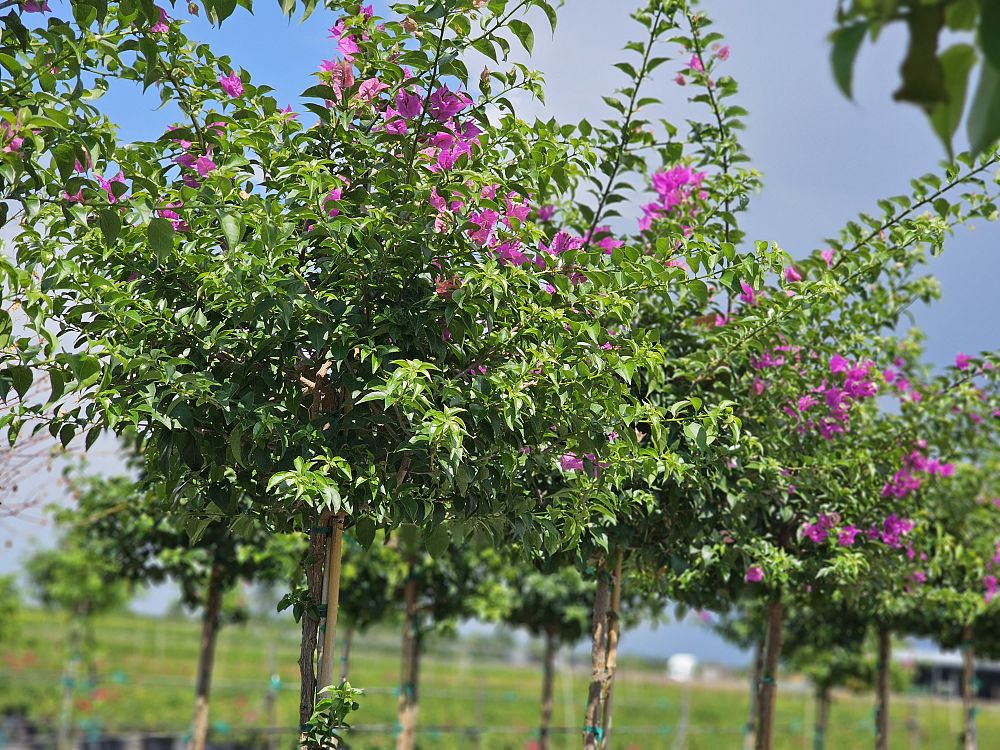 bougainvillea-new-river