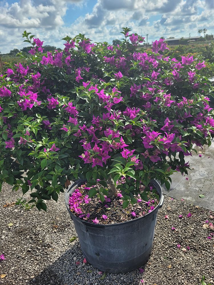 bougainvillea-new-river