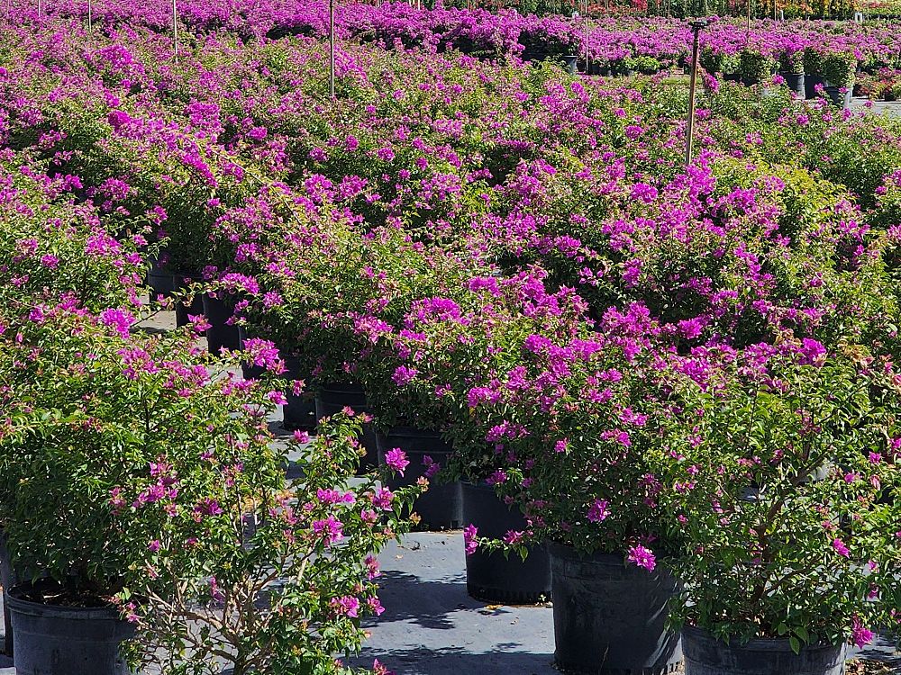 bougainvillea-new-river