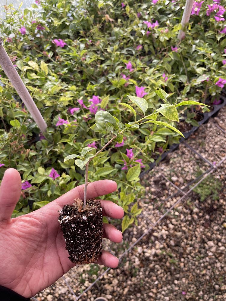 bougainvillea-new-river
