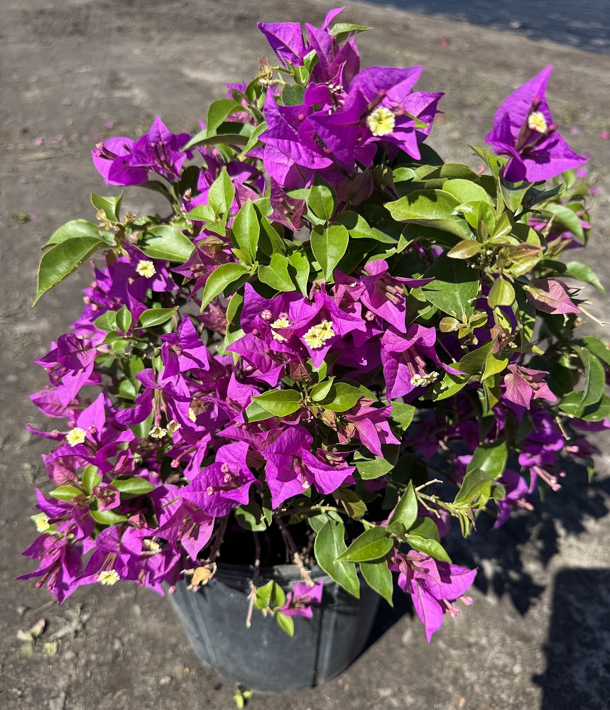 bougainvillea-new-river