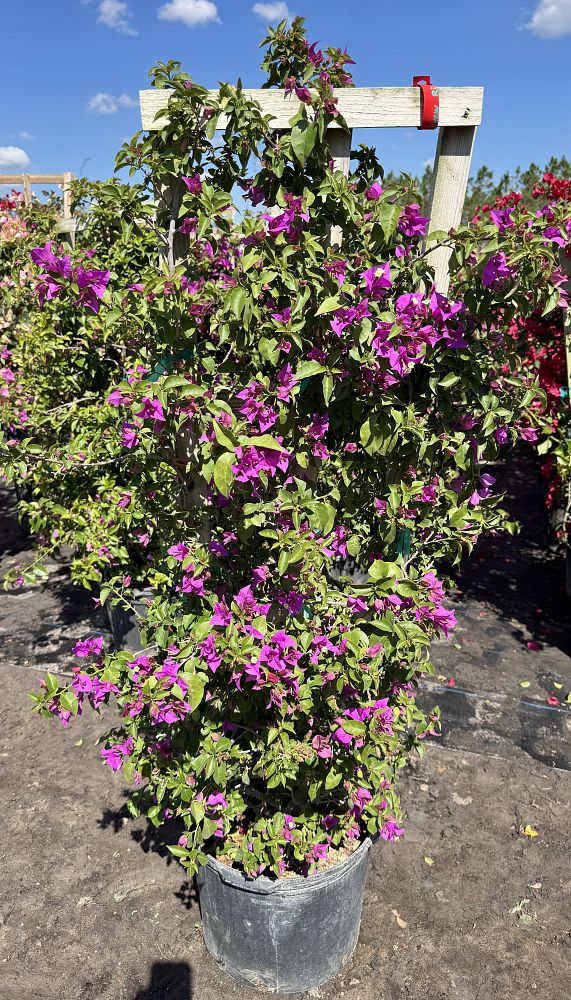 bougainvillea-new-river