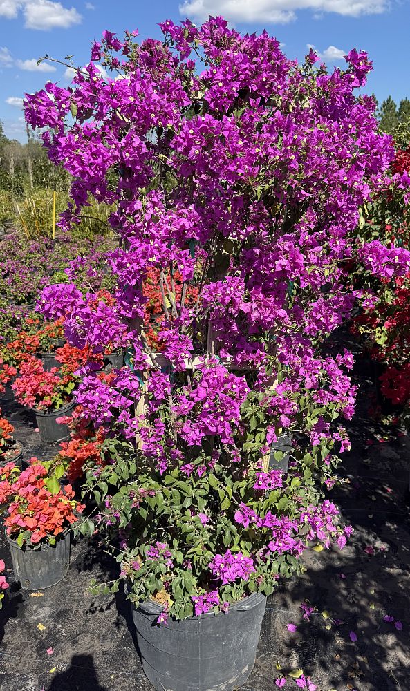 bougainvillea-new-river