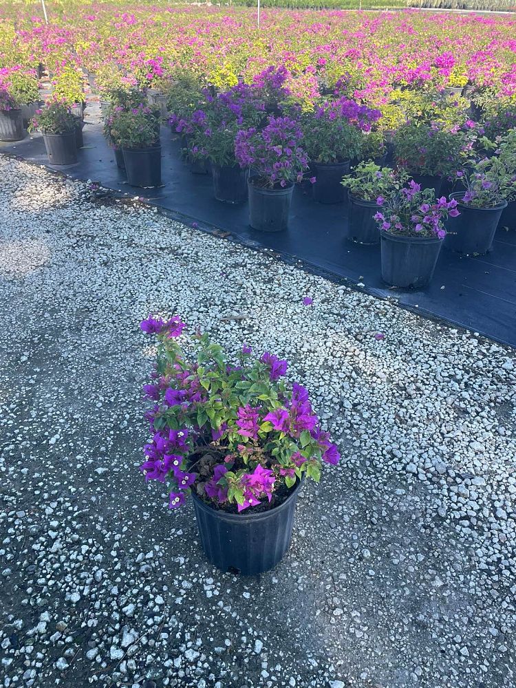 bougainvillea-new-river