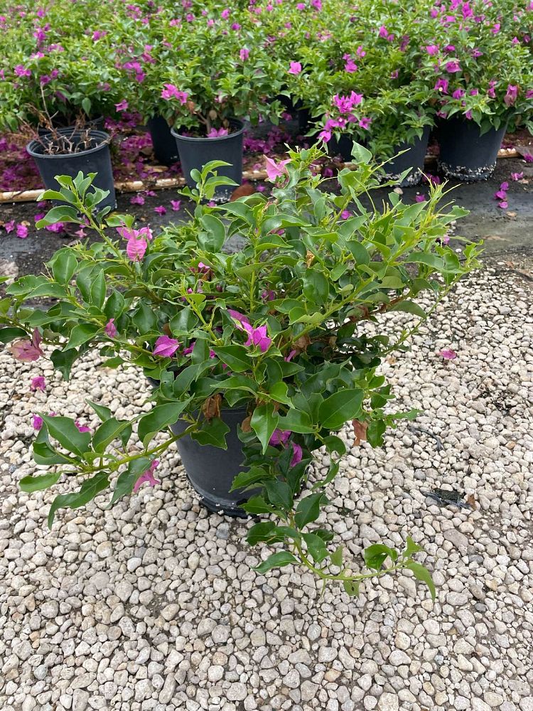 bougainvillea-new-river