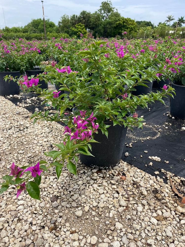 bougainvillea-new-river