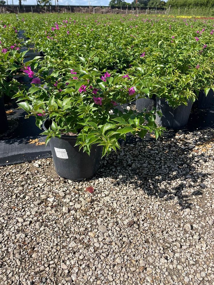 bougainvillea-new-river