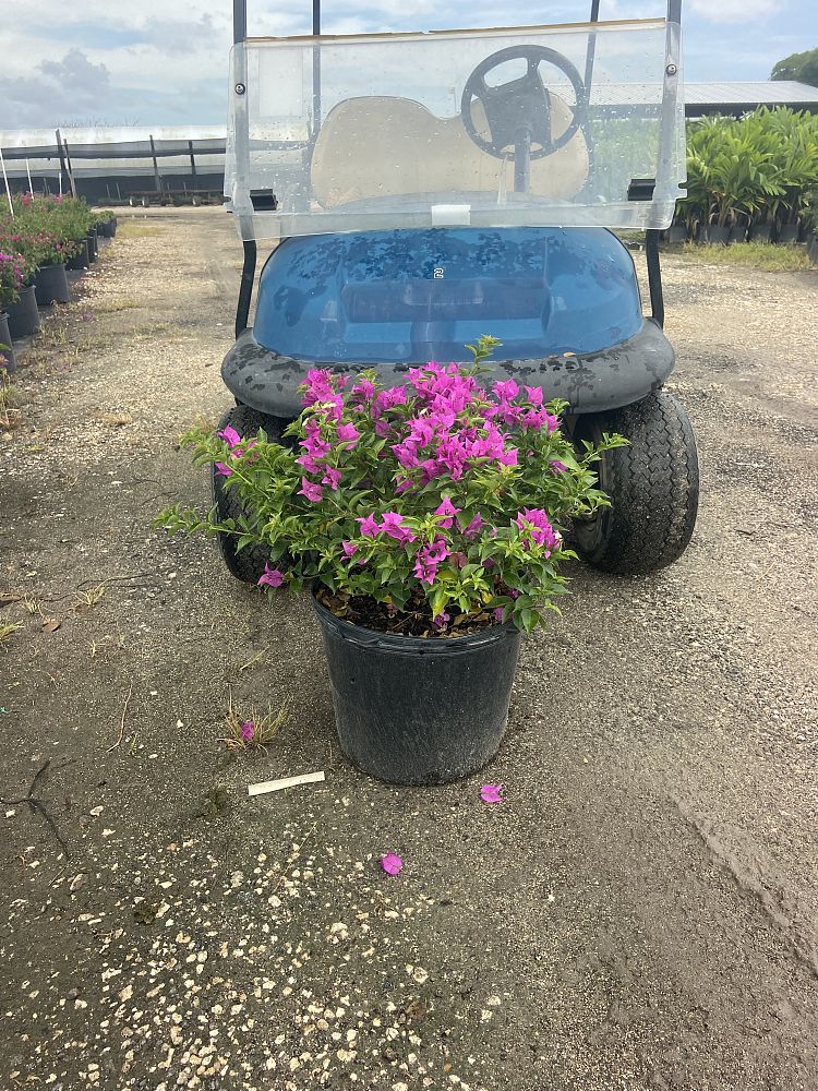 bougainvillea-new-river