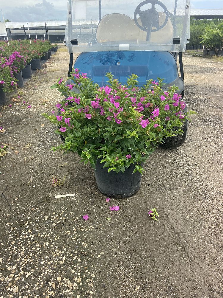 bougainvillea-new-river