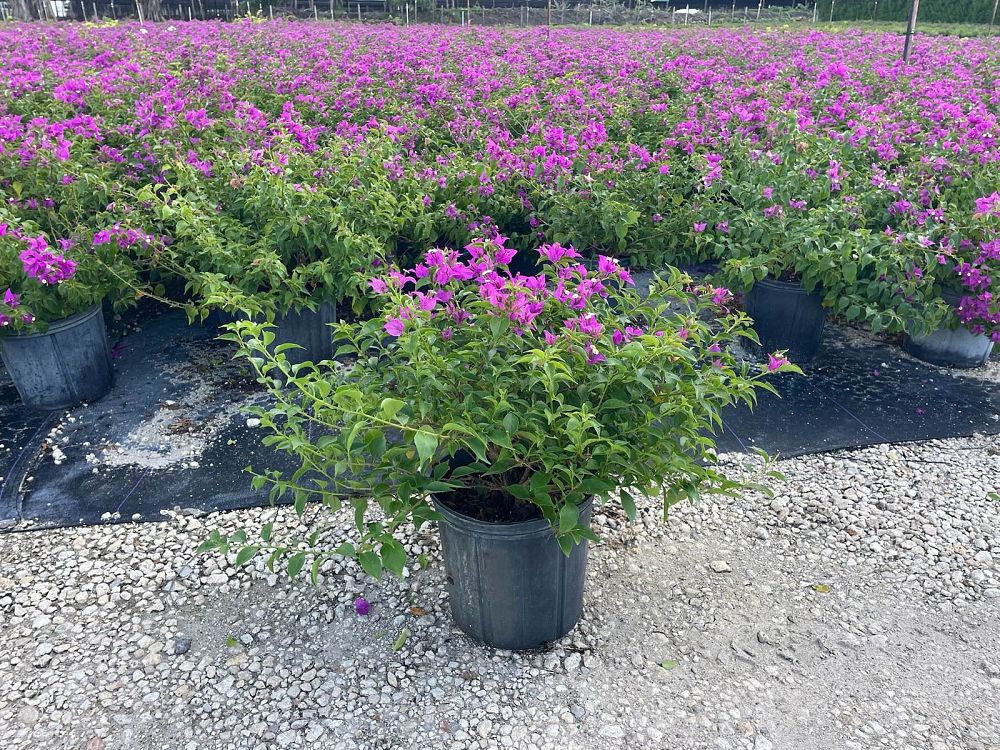 bougainvillea-new-river