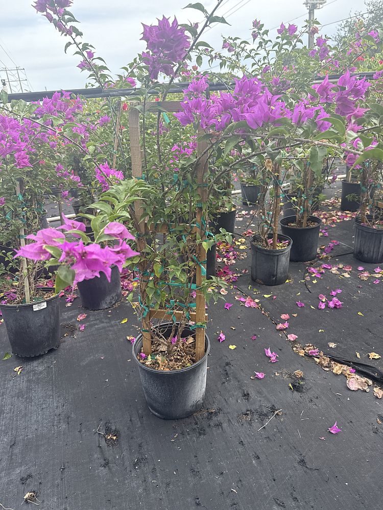 bougainvillea-new-river