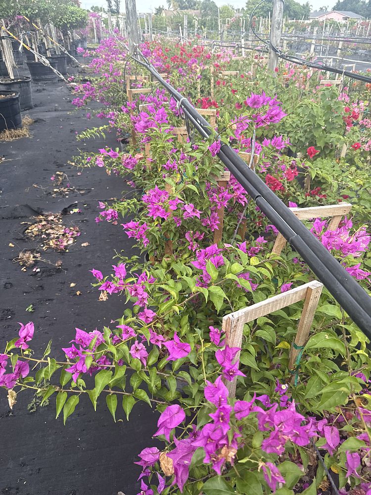 bougainvillea-new-river
