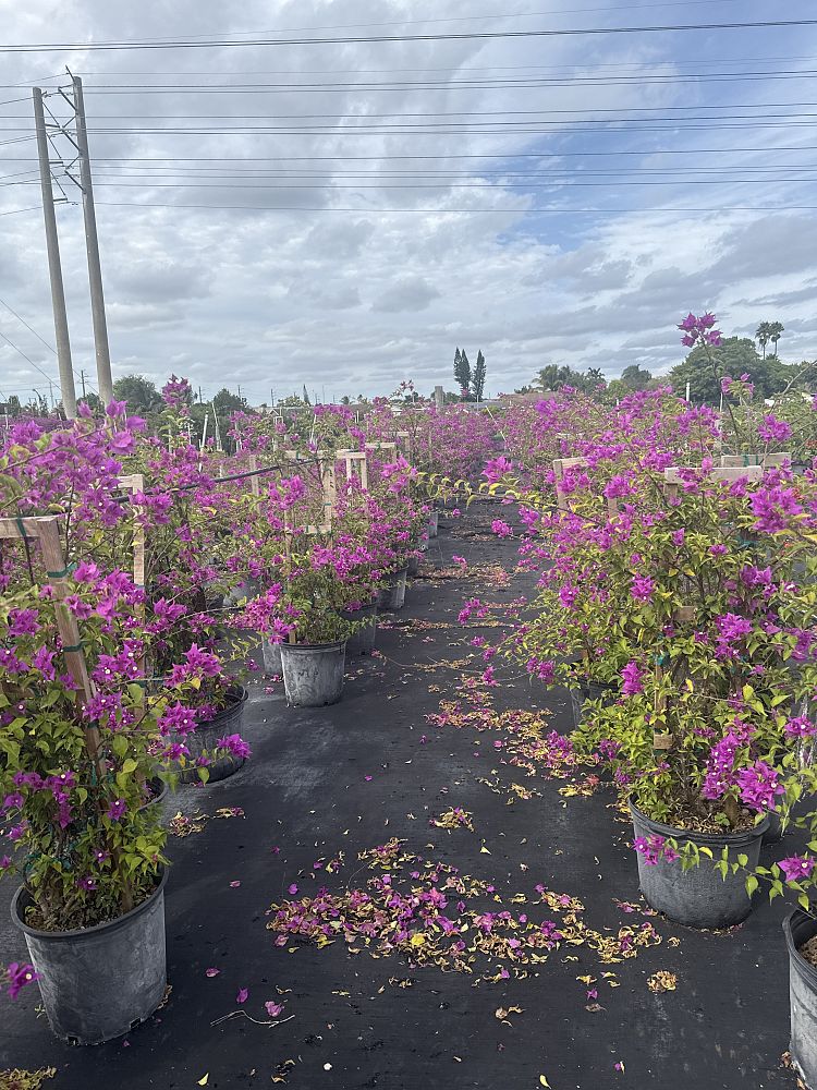 bougainvillea-new-river