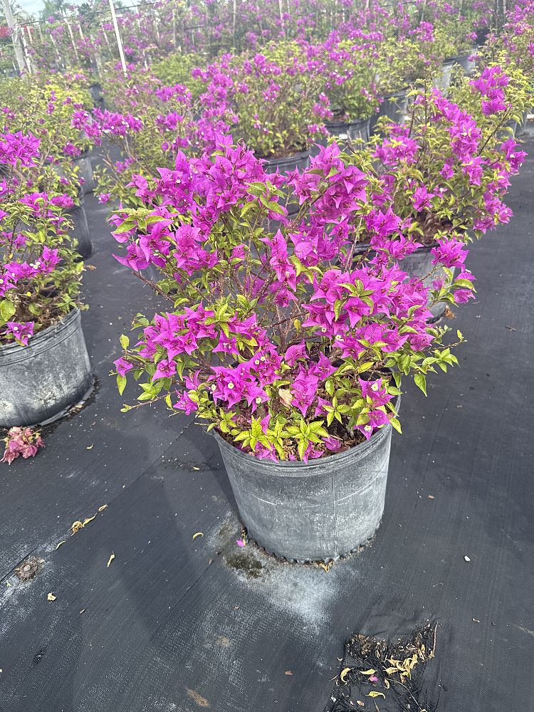 bougainvillea-new-river
