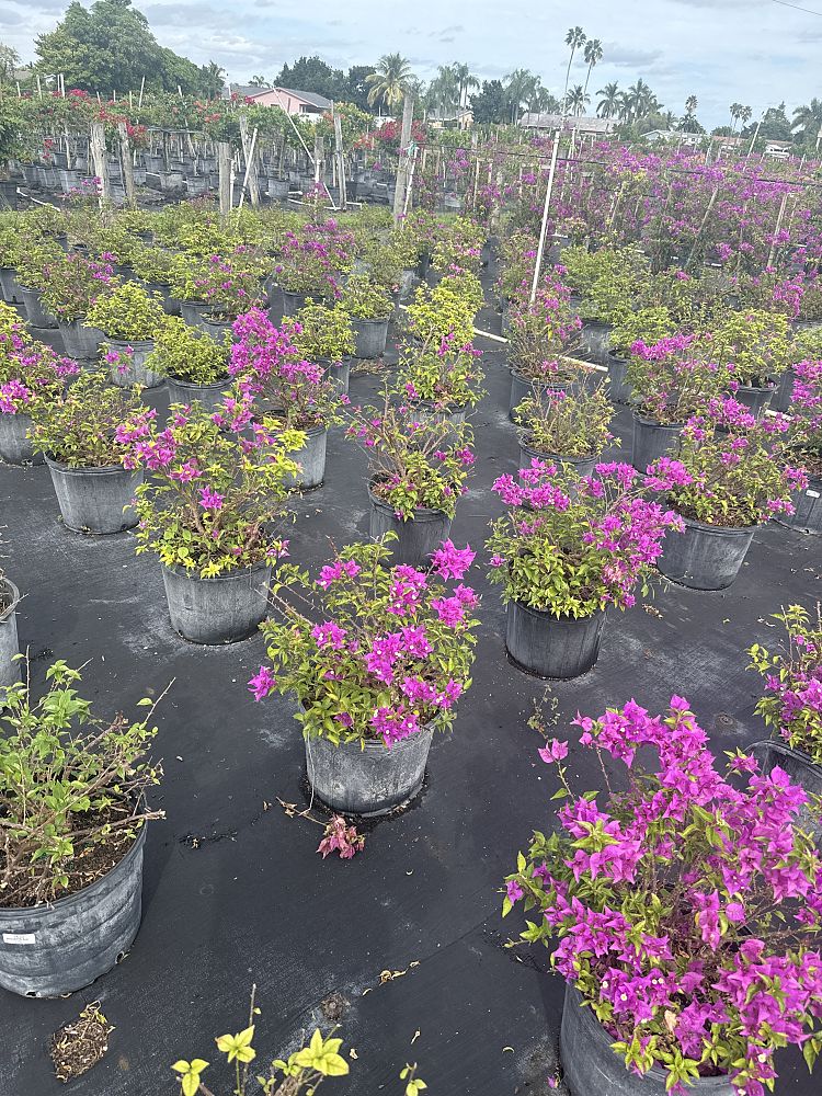 bougainvillea-new-river