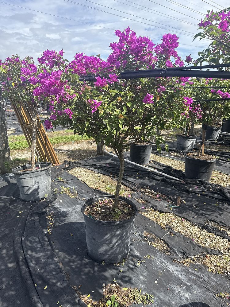 bougainvillea-new-river