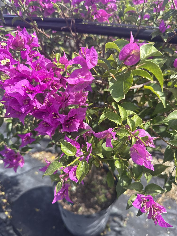 bougainvillea-new-river