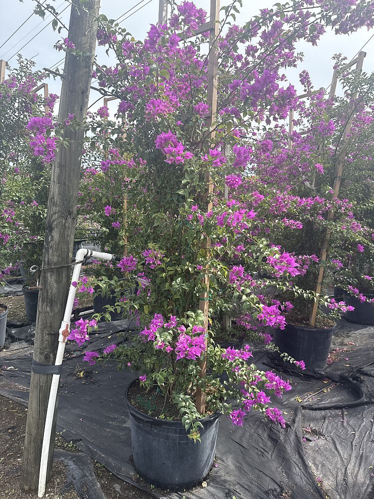 bougainvillea-new-river