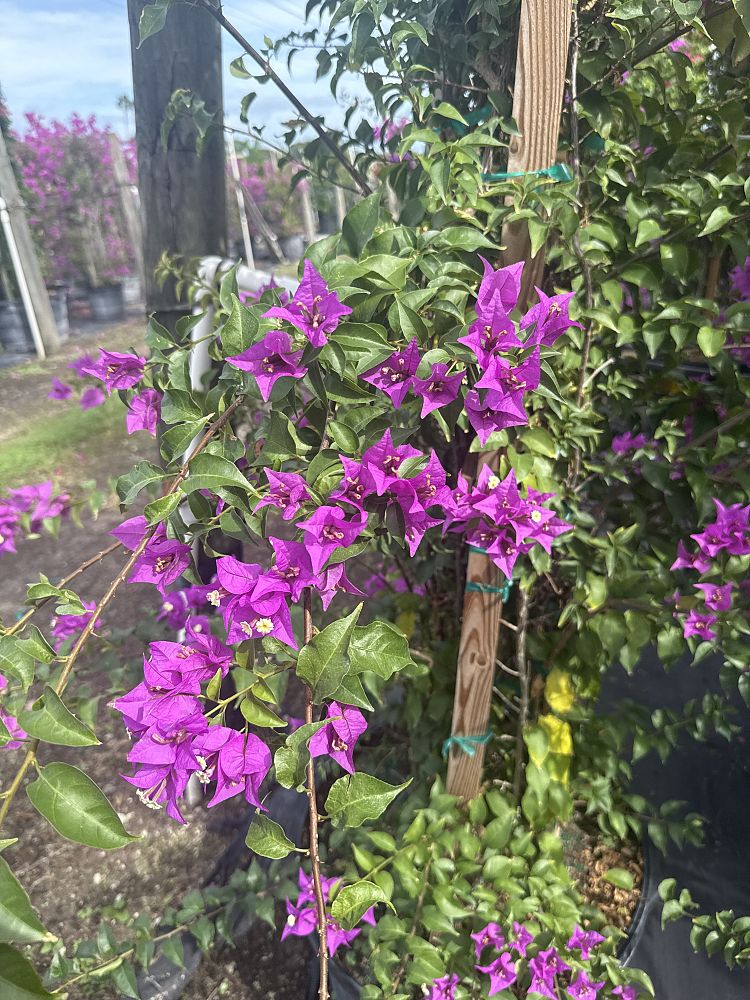 bougainvillea-new-river