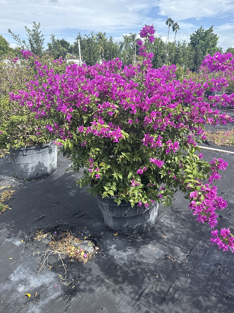 bougainvillea-new-river