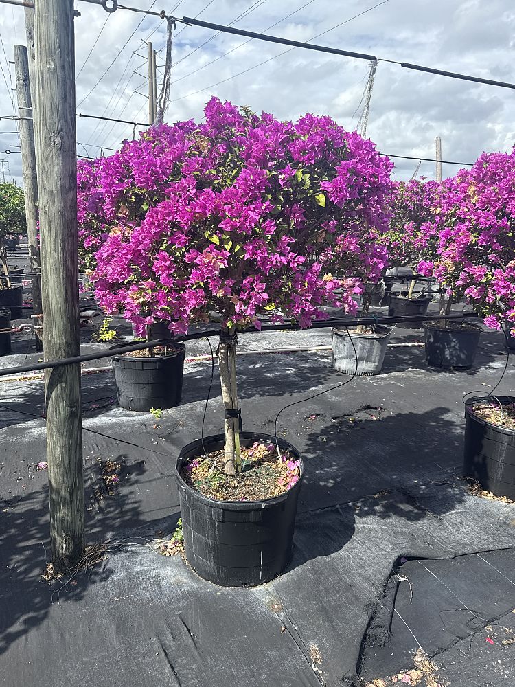 bougainvillea-new-river