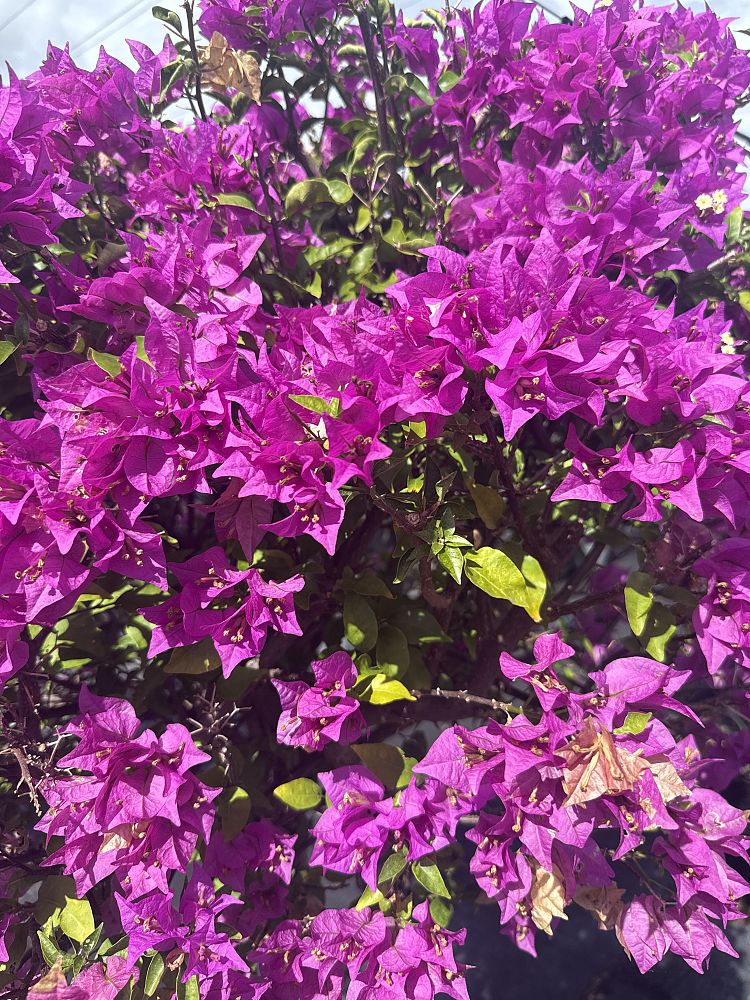 bougainvillea-new-river